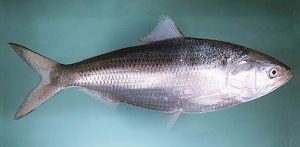 Manfaat dan Khasiat Ikan Hilsa