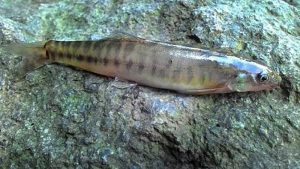Manfaat dan Khasiat Ikan Jeler Kecil