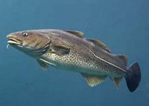 Manfaat dan Khasiat Ikan Kod Atlantik