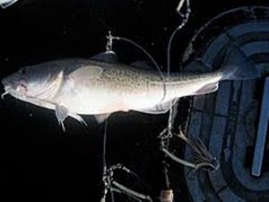 Manfaat dan Khasiat Ikan Kod Greenland