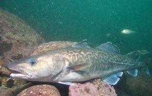 Manfaat dan Khasiat Ikan Kod Pasifik