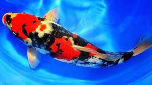 Manfaat dan Khasiat Ikan Koi