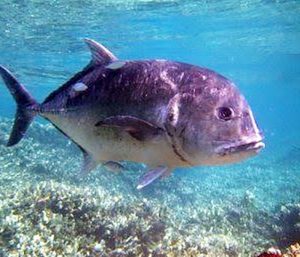 Manfaat dan Khasiat Ikan Kuwe Gerong