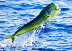 Manfaat dan Khasiat Ikan Kuwe Lemadang