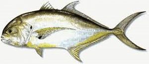 Manfaat dan Khasiat Ikan Kuwe Lilin