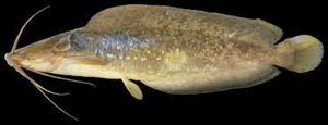 Manfaat dan Khasiat Ikan Lele Broadhead