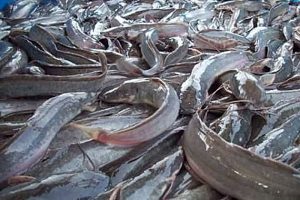 Manfaat dan Khasiat Ikan Lele Mutiara