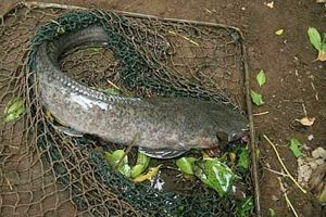Manfaat dan Khasiat Ikan Lele Phyton