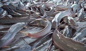 Manfaat dan Khasiat Ikan Lele Sangkuriang