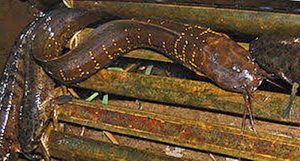 Manfaat dan Khasiat Ikan Limbat