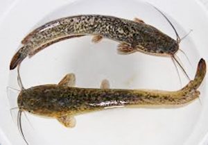 Manfaat dan Khasiat Ikan Lindi