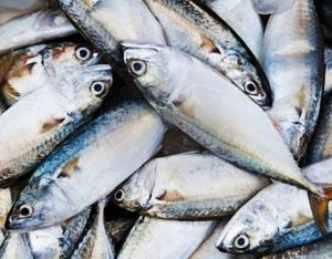 Manfaat dan Khasiat Ikan Mackerel
