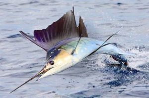 Manfaat dan Khasiat Ikan Marlin Biru