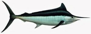 Manfaat dan Khasiat Ikan Marlin Hitam