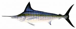Manfaat dan Khasiat Ikan Marlin Loreng