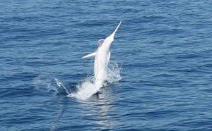 Manfaat dan Khasiat Ikan Marlin Putih