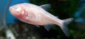 Manfaat dan Khasiat Ikan Mata Buta