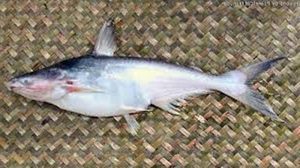 Manfaat dan Khasiat Ikan Mengkreng