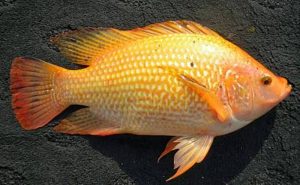 Manfaat dan Khasiat Ikan Nila Citralada