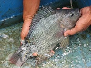 Manfaat dan Khasiat Ikan Nila Gesit