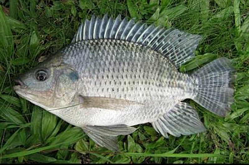 Manfaat dan Khasiat Ikan Nila Nirwana - Fishing Gear Solution