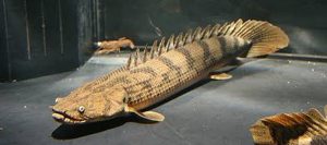 Manfaat Ikan Palmas