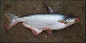 Manfaat dan Khasiat Ikan Patin Jambal Siam