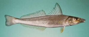 Manfaat dan Khasiat Ikan Putung Damar