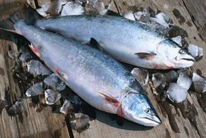 Manfaat dan Khasiat Ikan Salmon Kepala Baja