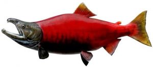 Manfaat dan Khasiat Ikan Salmon Sockeye