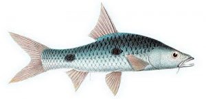 Manfaat dan Khasiat Ikan Sebarau