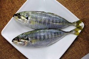 Manfaat Dan Khasiat Ikan Selar Batang