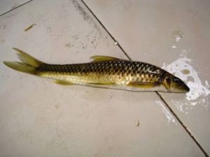 Manfaat dan Khasiat Ikan Selimang Batu