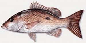 Manfaat dan Khasiat Ikan Sungli Salem