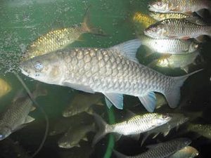Manfaat dan Khasiat Ikan Tambra