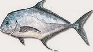 Manfaat dan Khasiat Ikan Terpony