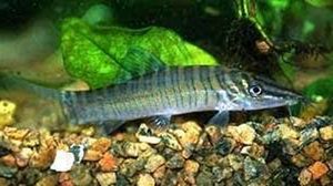 Manfaat dan Khasiat Ikan Tiger Botia