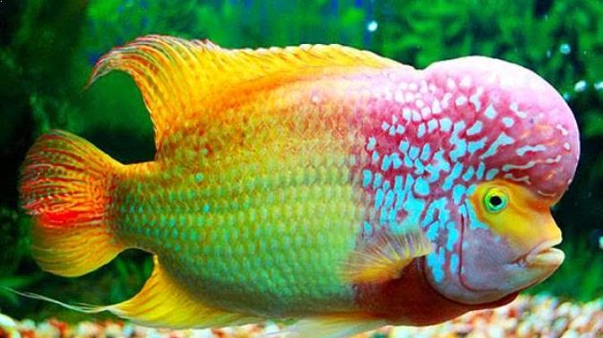 11 Jenis Ikan Louhan