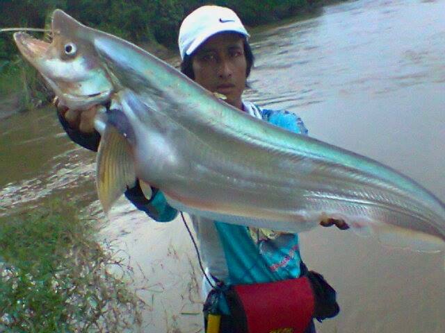 Umpan jitu ikan lais