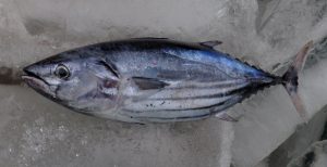 Manfaat dan Khasiat Ikan Cakalang