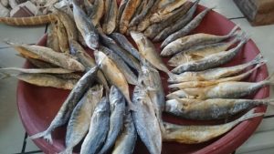 Manfaat dan Khasiat Ikan Teri