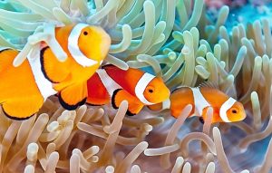 Manfaat dan Khasiat Ikan Badut