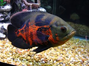 Manfaat dan Khasiat Ikan Oscar