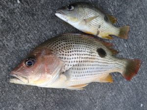 Manfaat dan Khasiat Ikan Tanda Tandap