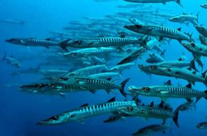 Menyamarkan Diri ala Ikan Pelagis