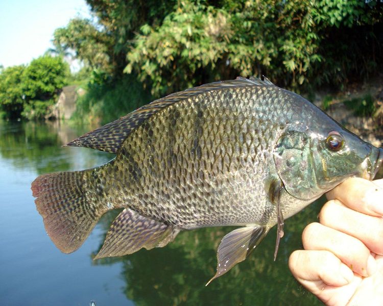 Spot mancing ikan nila di warung apung Jombor Klaten