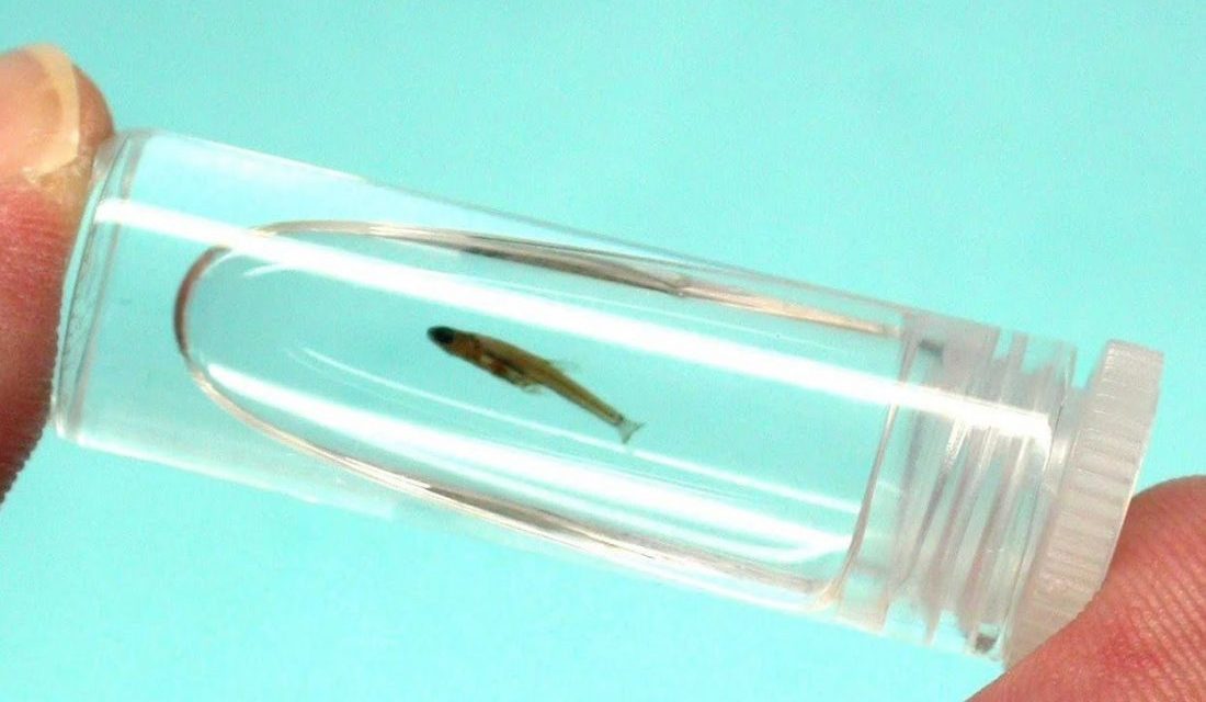 Paedocypris progenetica Ikan Terkecil di Dunia