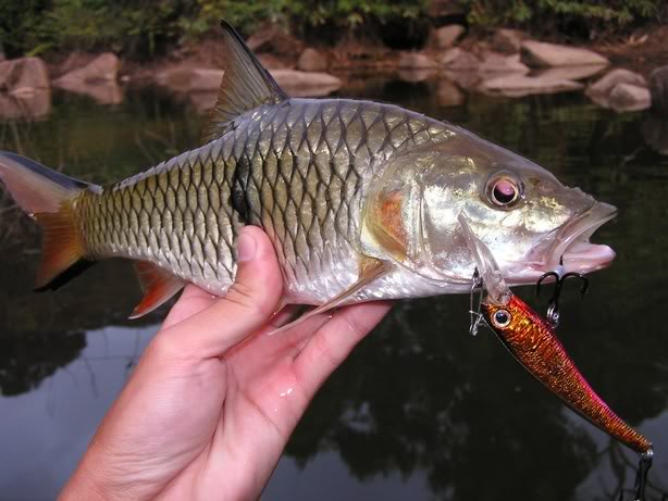 Spot mancing ikan hampala di kawasan Soloraya