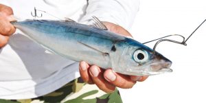 Livebait atau Lure Untuk Trolling