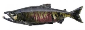 Manfaat dan Khasiat Ikan Salmon Chum